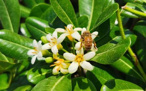 蜜蜂飞进家里风水|蜜蜂飞进家中，这预示着什么？揭示背后的寓意和象征